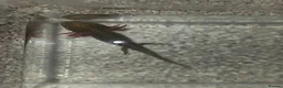Other/Mixed Breed fish for sale: 3 Mixed Axolotls in Warrington - Advert 3