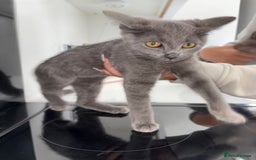 Mixed Breed cats for sale: 2 Grey Kittens  - Image 9