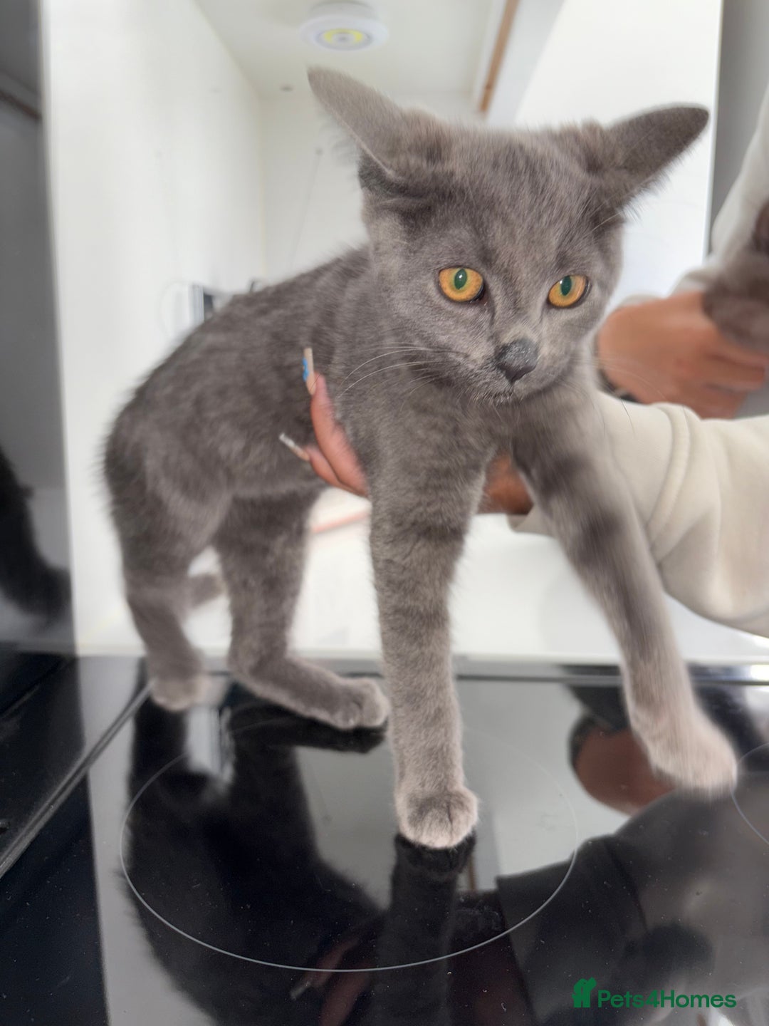 Mixed Breed cats for sale: 2 Grey Kittens  - Image 9