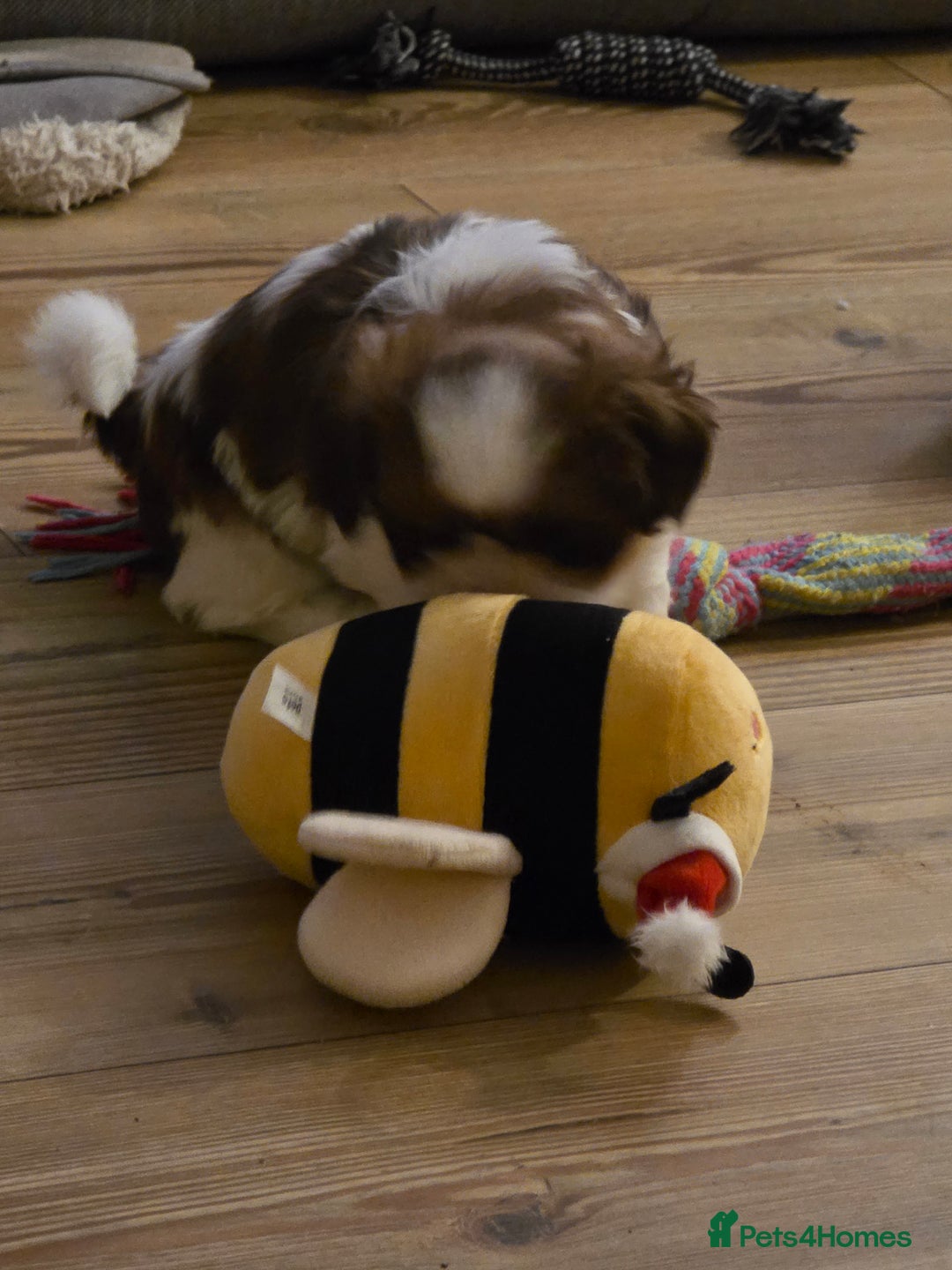 Shih Tzu dogs for sale: Imperial shih tzu stunning - Advert 4