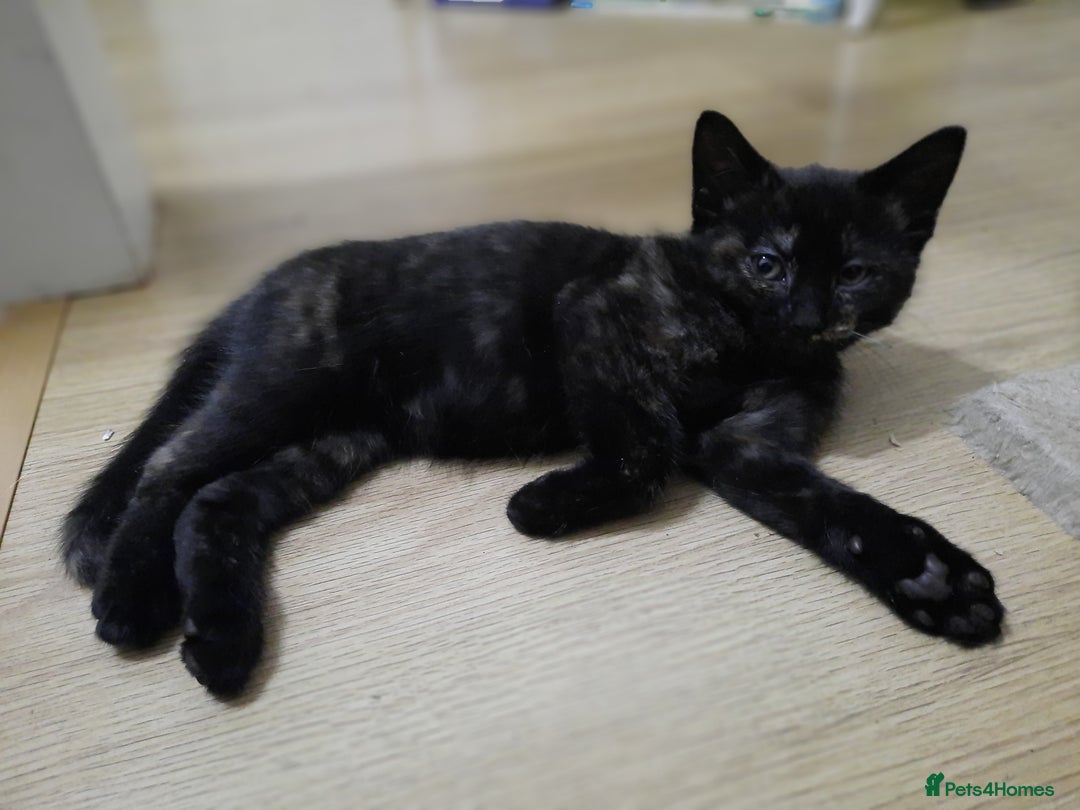 Domestic Shorthair cats for sale: Happy kittens ready to share love and joy  - Image 6