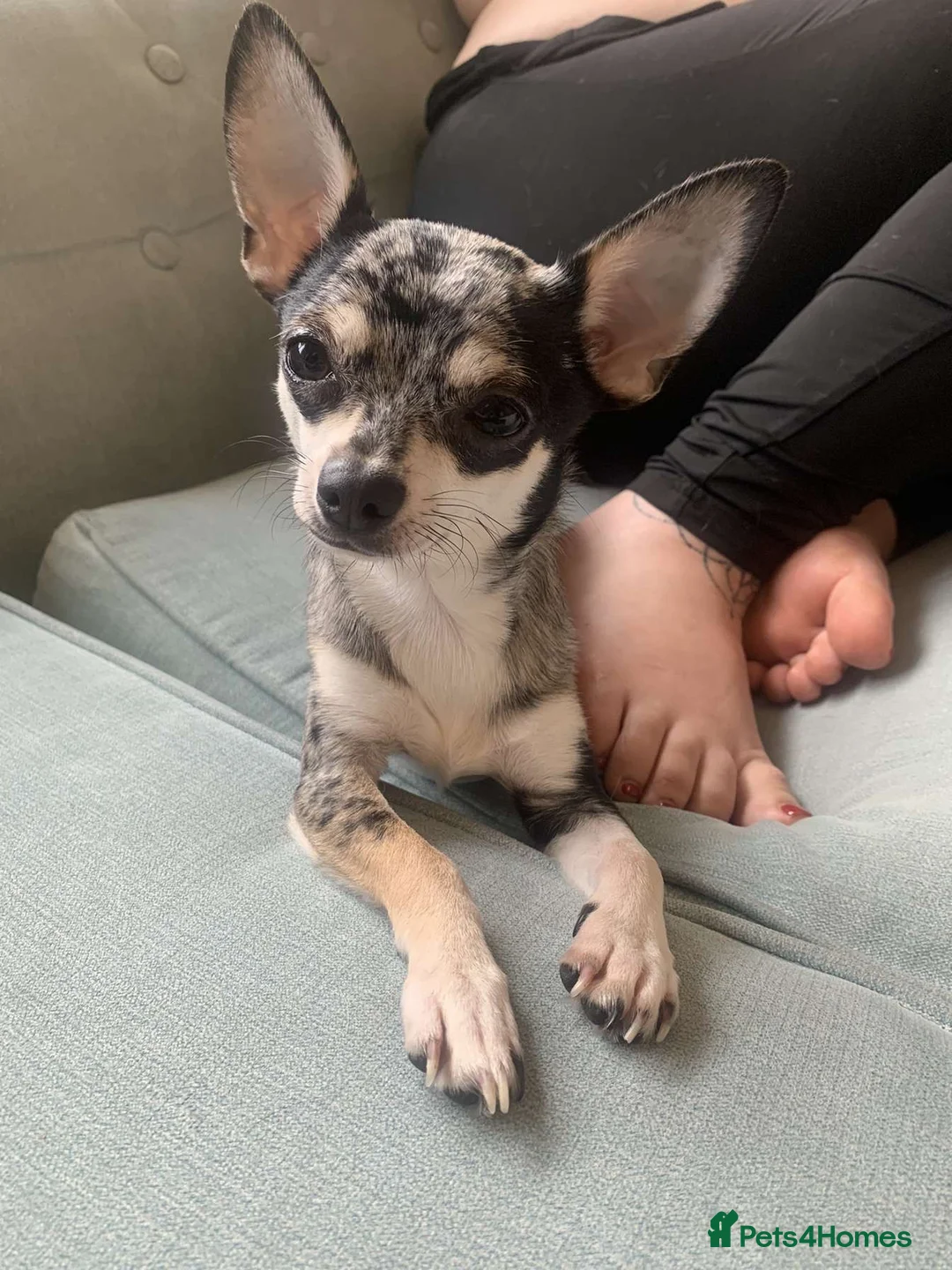 Chihuahua dogs for sale: Mum and daughter chihuahuas  - Advert 2