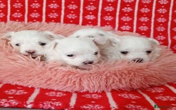 Maltese dogs for sale: Maltese puppies - Image 4