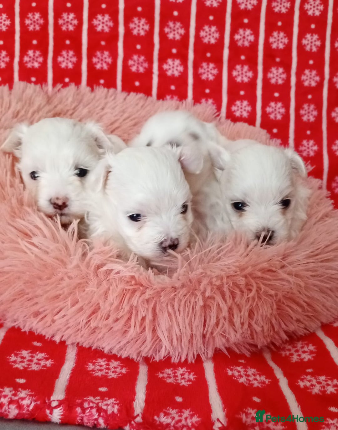 Maltese dogs for sale: Maltese puppies - Image 4