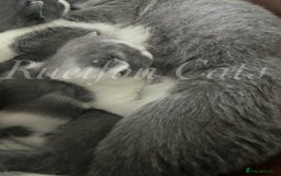 British Shorthair cats for sale: Gorgeous British Shorthair kittens GCCF registered - Image 14