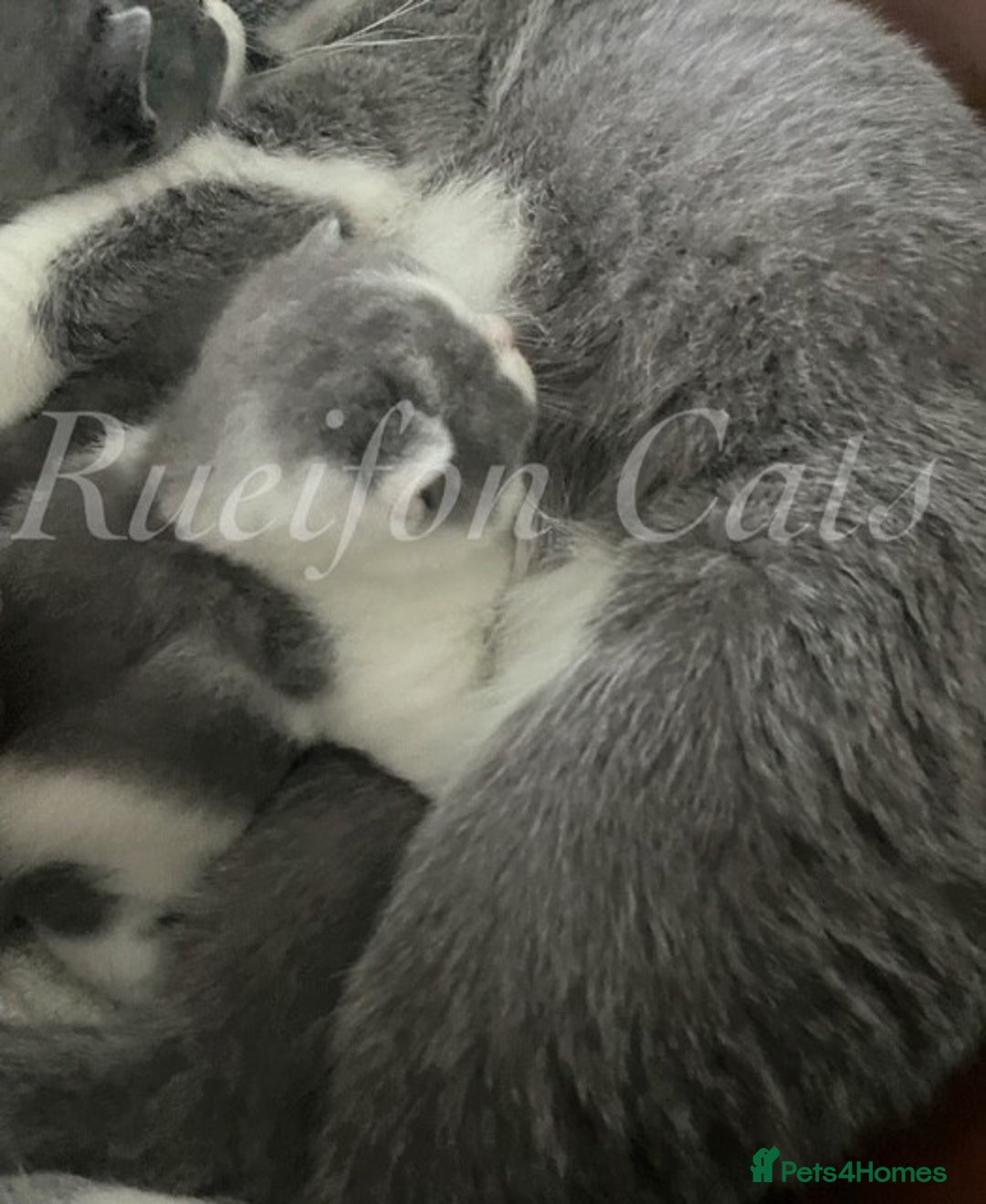 British Shorthair cats for sale: Gorgeous British Shorthair kittens GCCF registered - Image 14