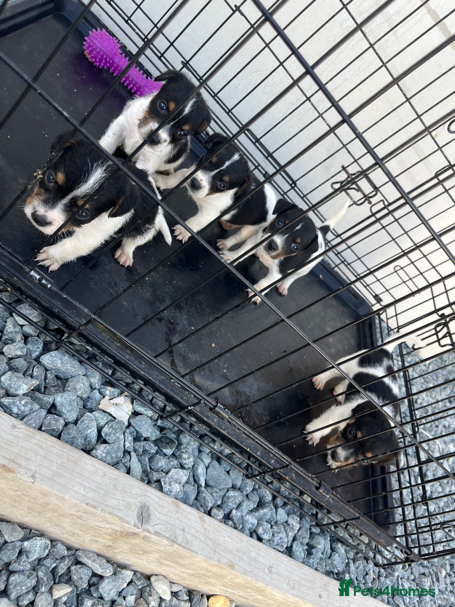 Jack Russell dogs 5 adorable Jack Russell puppies 🐶❤️ - Advert 2