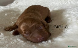 Cockapoo dogs for sale: Pop the champagne 🍾  - Image 12