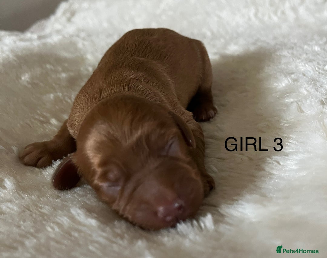 Cockapoo dogs for sale: Pop the champagne 🍾  - Image 12