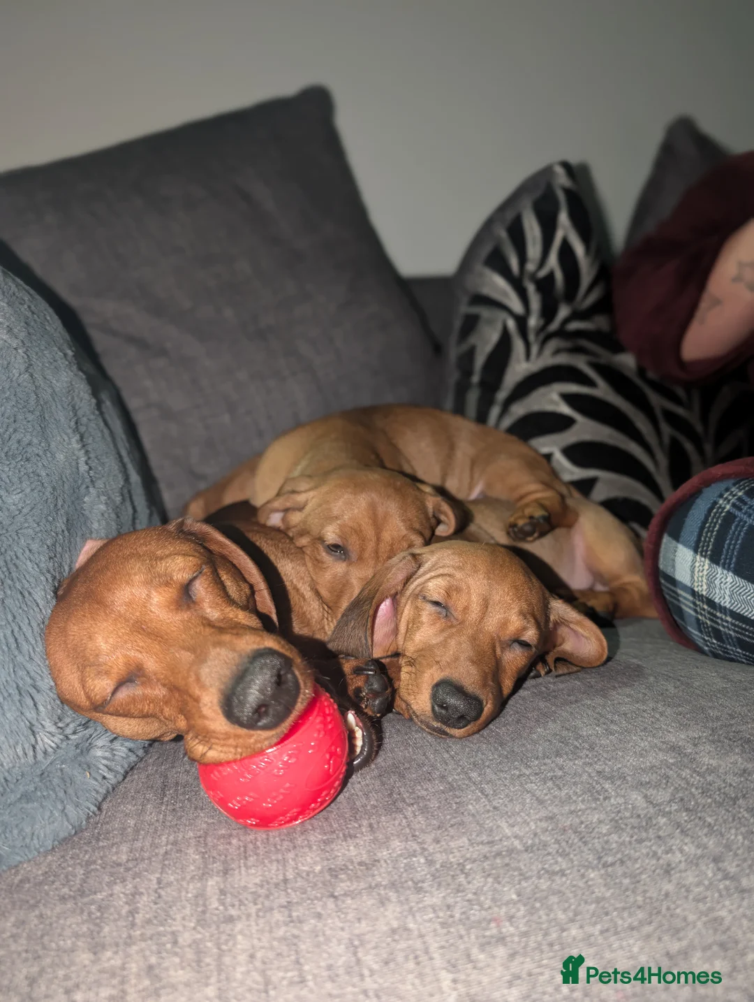 Mixed Breed dogs for sale: Dachshund x pug beautiful girl left - Advert 2