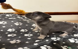 French Bulldog dogs for sale: Male French Bulldog - Image 2