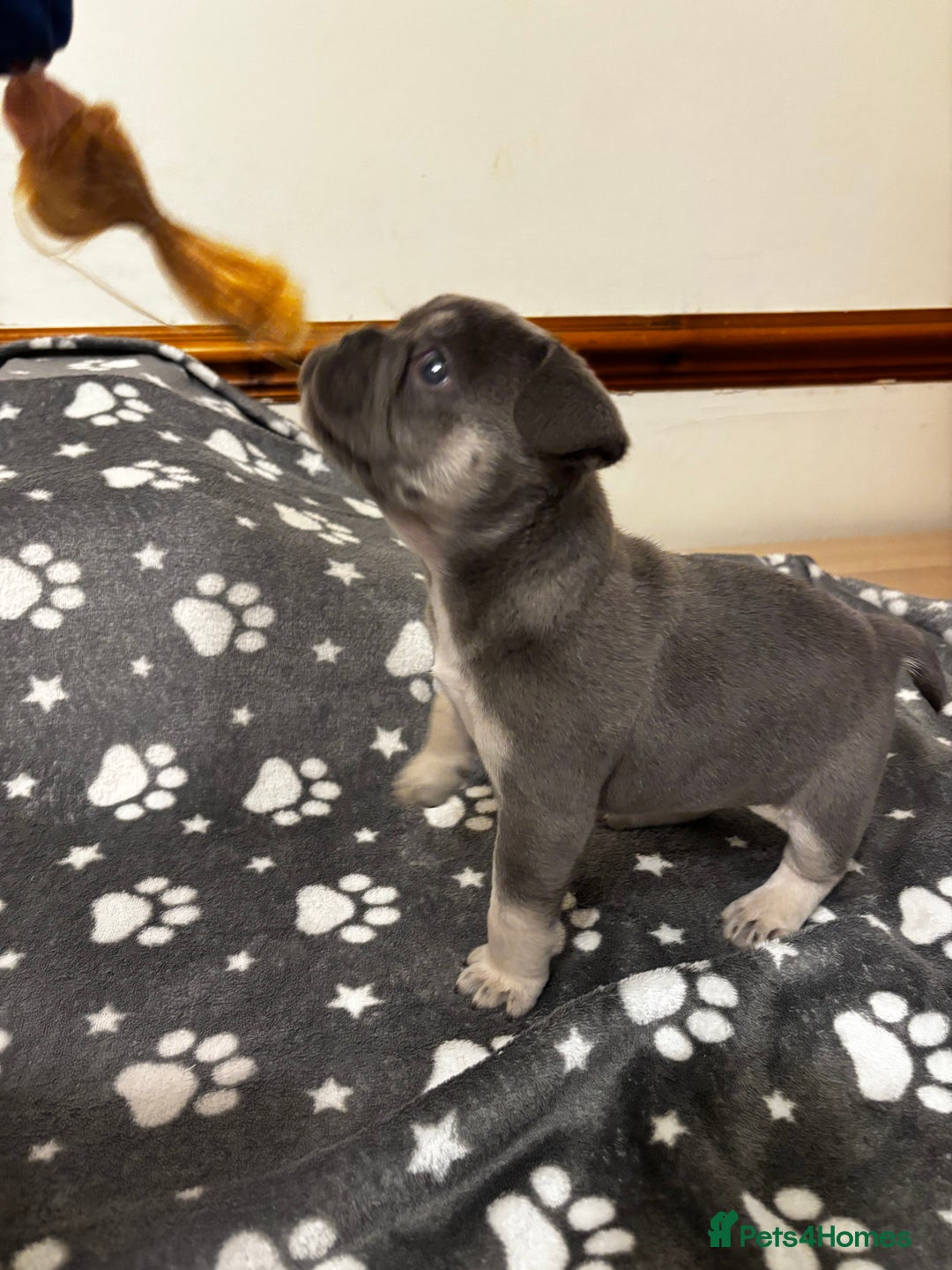 French Bulldog dogs for sale: Male French Bulldog - Image 2