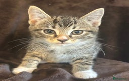 Ragdoll cats for sale: Beautiful Ragdoll cross kittens  - Image 2