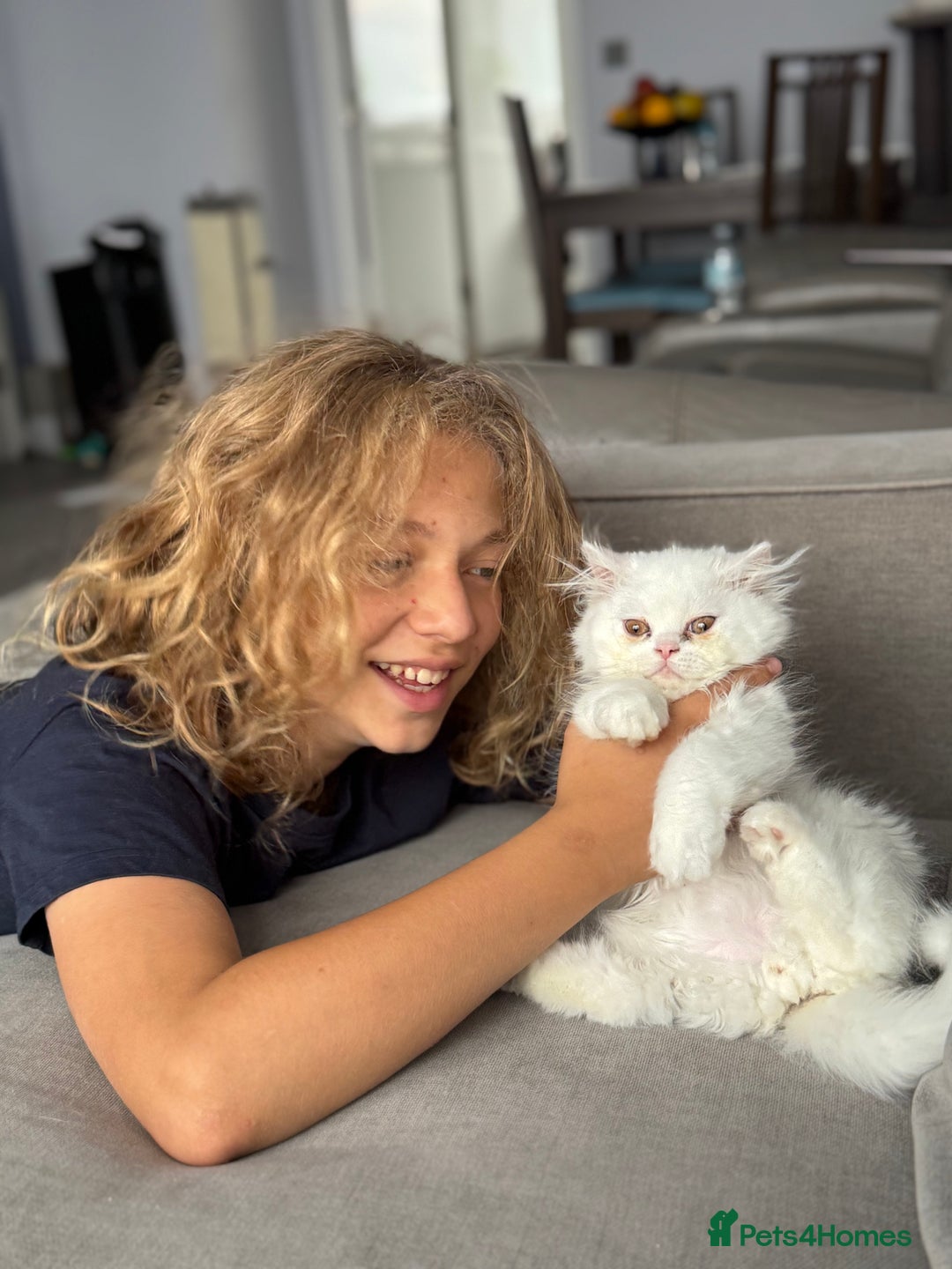 Persian cats for sale: 2 white Gorgeous Persian Boys - Image 11