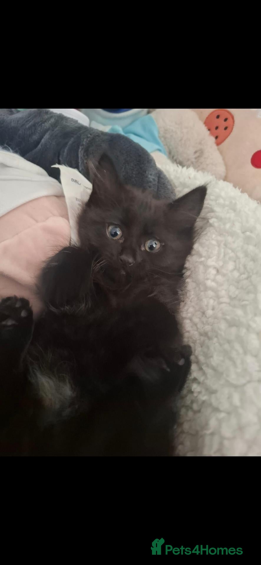 Mixed Breed cats 6 month old kitten - Advert 3