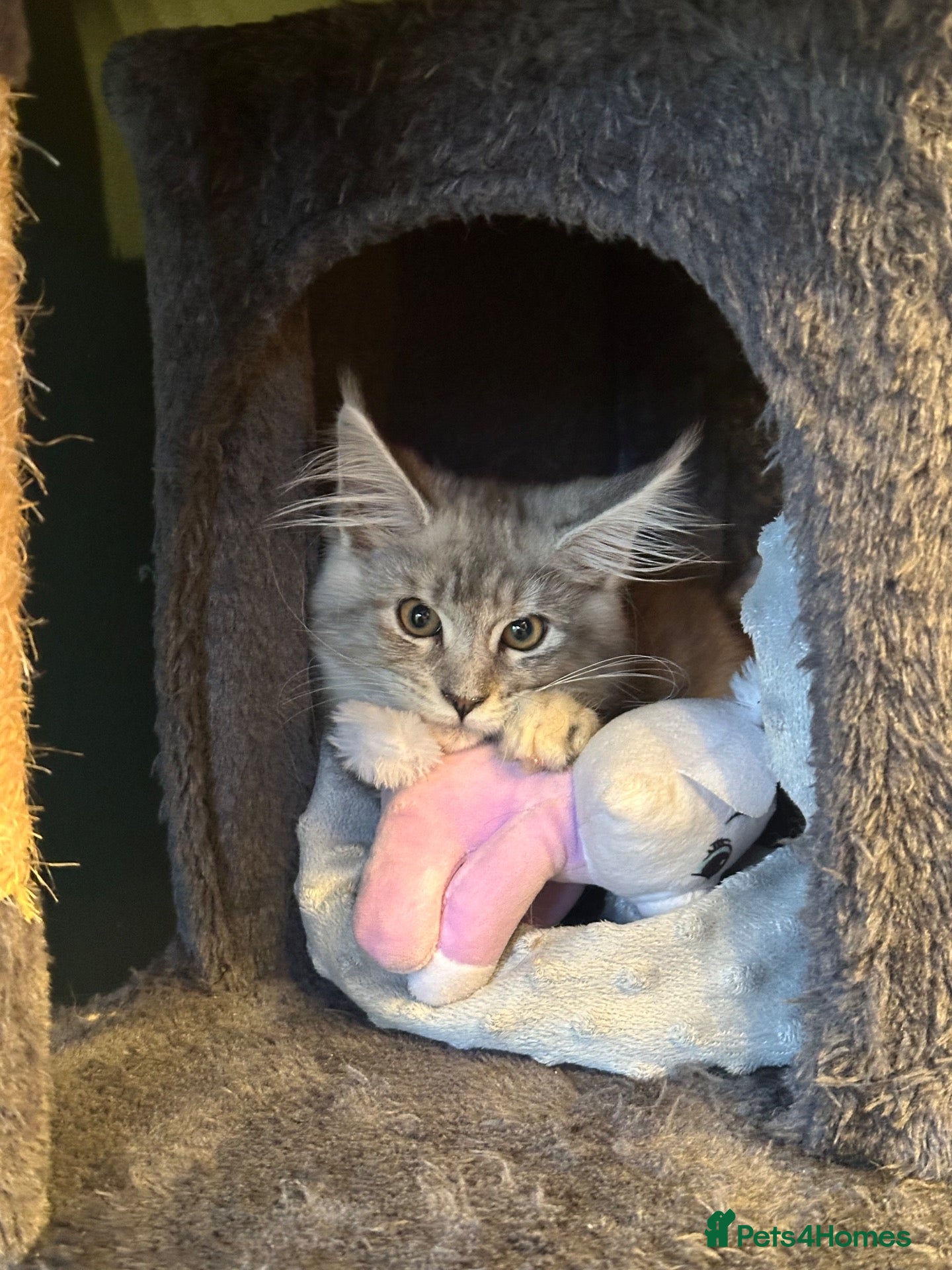 Maine Coon cats Beautiful Tica Active Registered kittens - Advert 1