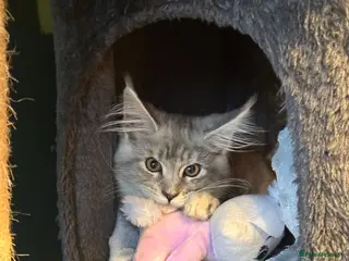 Maine Coon cats Beautiful Tica Active Registered kittens - Advert 1