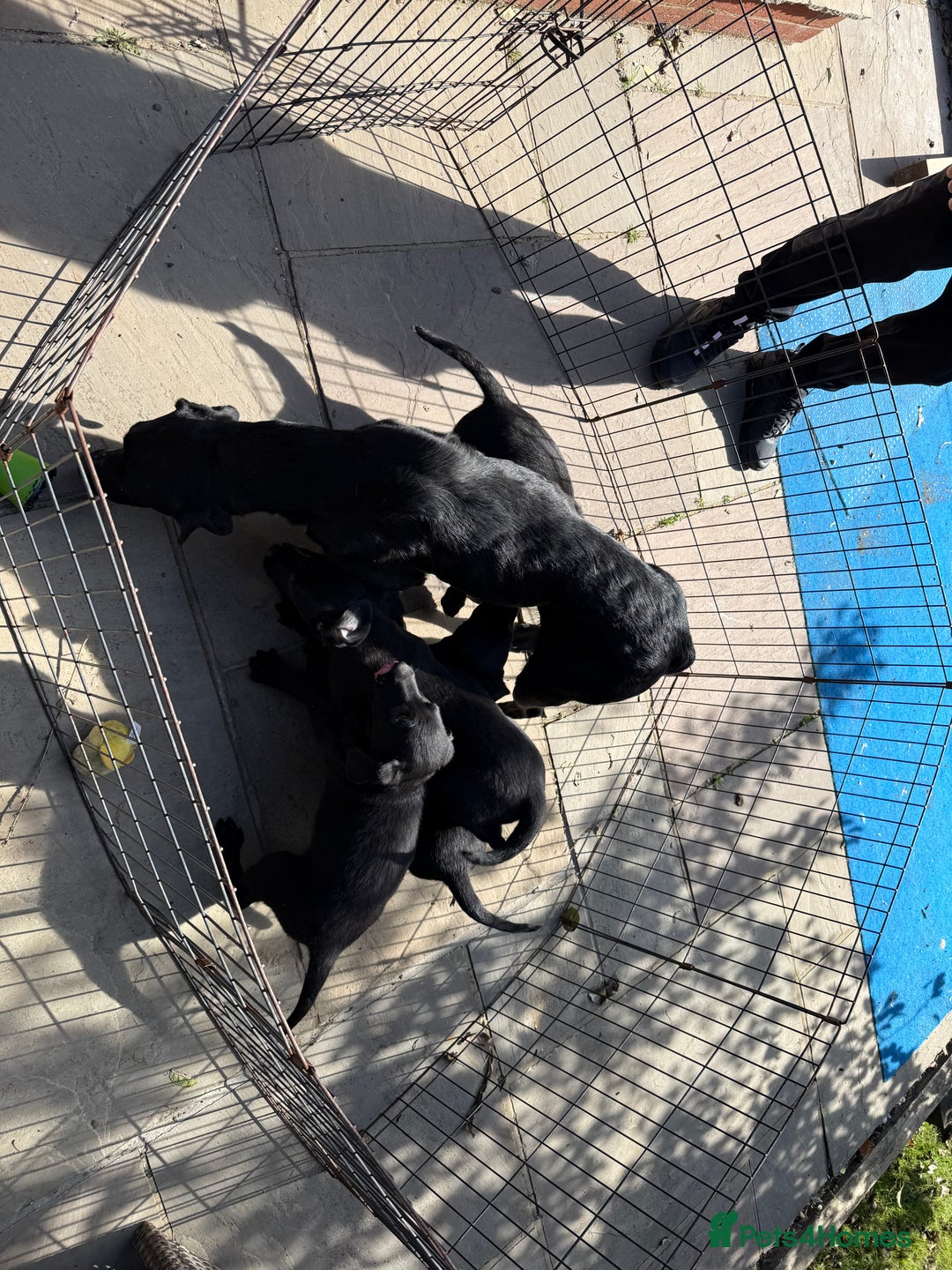 Labrador Retriever dogs for sale: Stunning black Labrador puppies  - Image 5