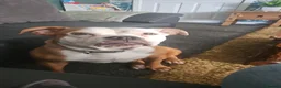 Staffordshire Bull Terrier dogs for sale: Beautiful luna looking for a home  - Advert 2