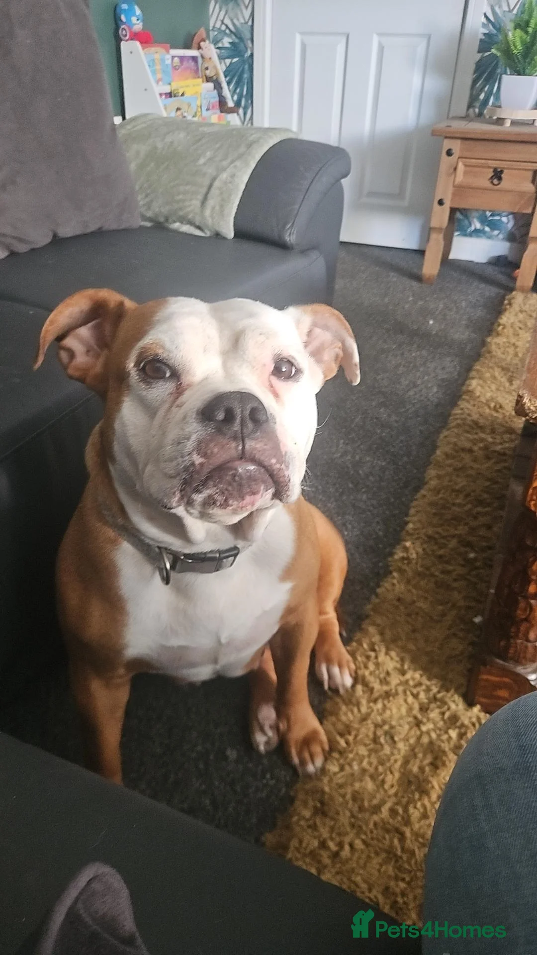 Staffordshire Bull Terrier dogs for sale: Beautiful luna looking for a home  - Advert 2