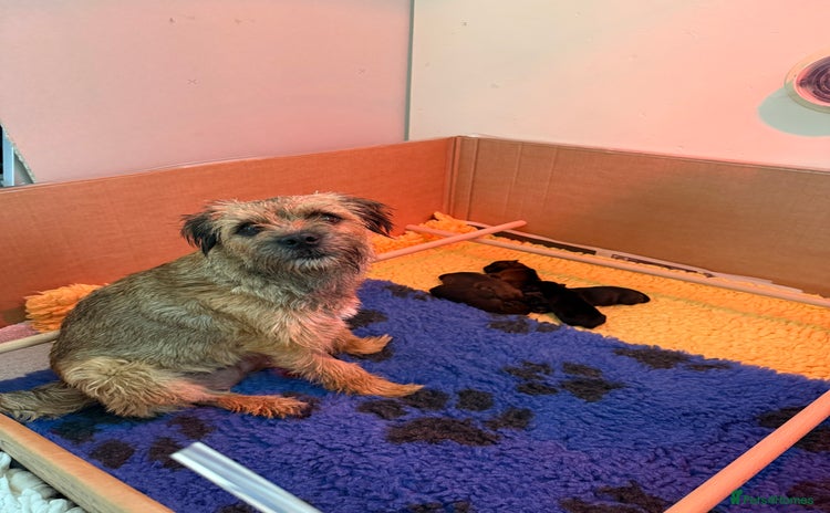 Border Terrier dogs - Advert 1
