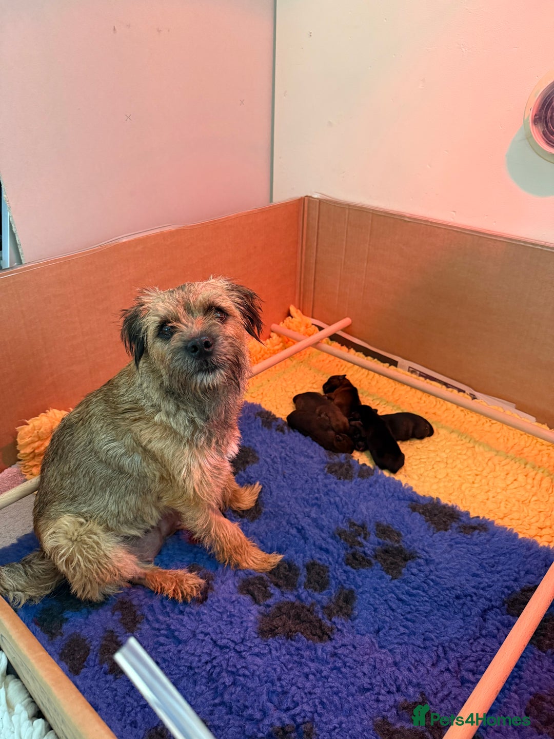 Border Terrier dogs for sale: Border Terriers - Image 1