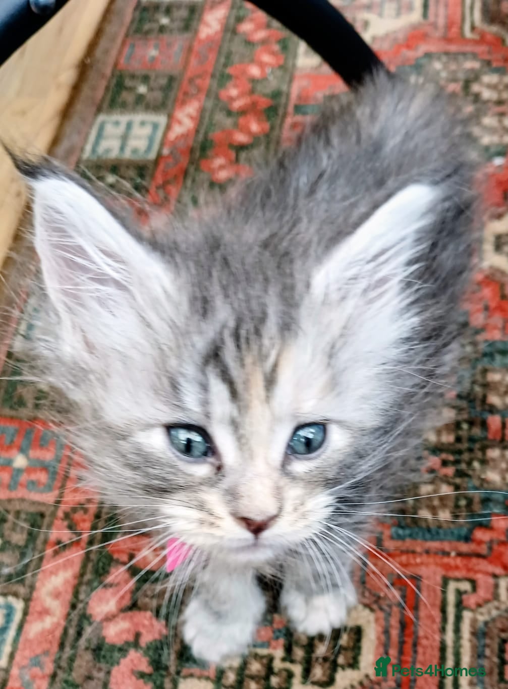 Maine Coon cats Main Coon Kittens - Advert 2