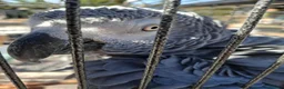 Parrots birds for sale: Congo African grey wanted - Advert 4