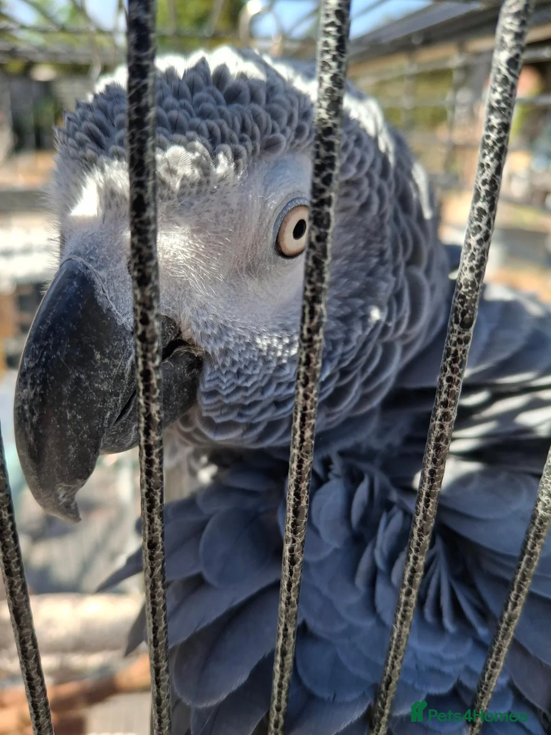 Parrots birds for sale: Congo African grey wanted - Advert 4