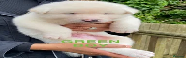 Green Boy