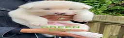 Akita dogs for sale: Beautiful Japanese Akita Puppies - Advert 15