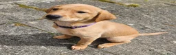 Labrador Retriever dogs for sale: Beautiful Fox Red Labrador Retriever Puppies - Advert 7