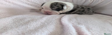 Olde English Bulldogge Puppy 3