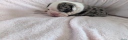 Olde English Bulldogge dogs for sale: Old English bulldogge - Advert 3