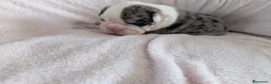 Olde English Bulldogge Puppy 3