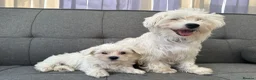 Maltese dogs for sale: Mini Maltese puppies for sale in Westgate-on-Sea - Advert 10