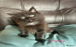 Maine Coon cats for sale: Maine Coon cross in Stoke-on-Trent - Image 7