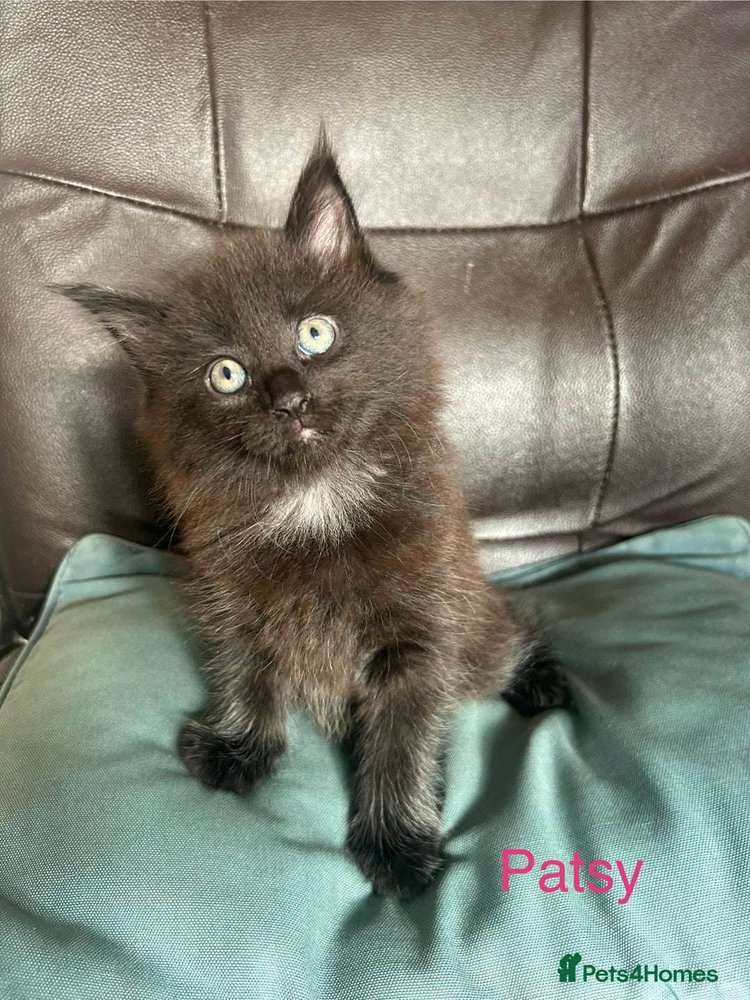 Maine Coon cats for sale: Maine Coon cross in Stoke-on-Trent - Image 7