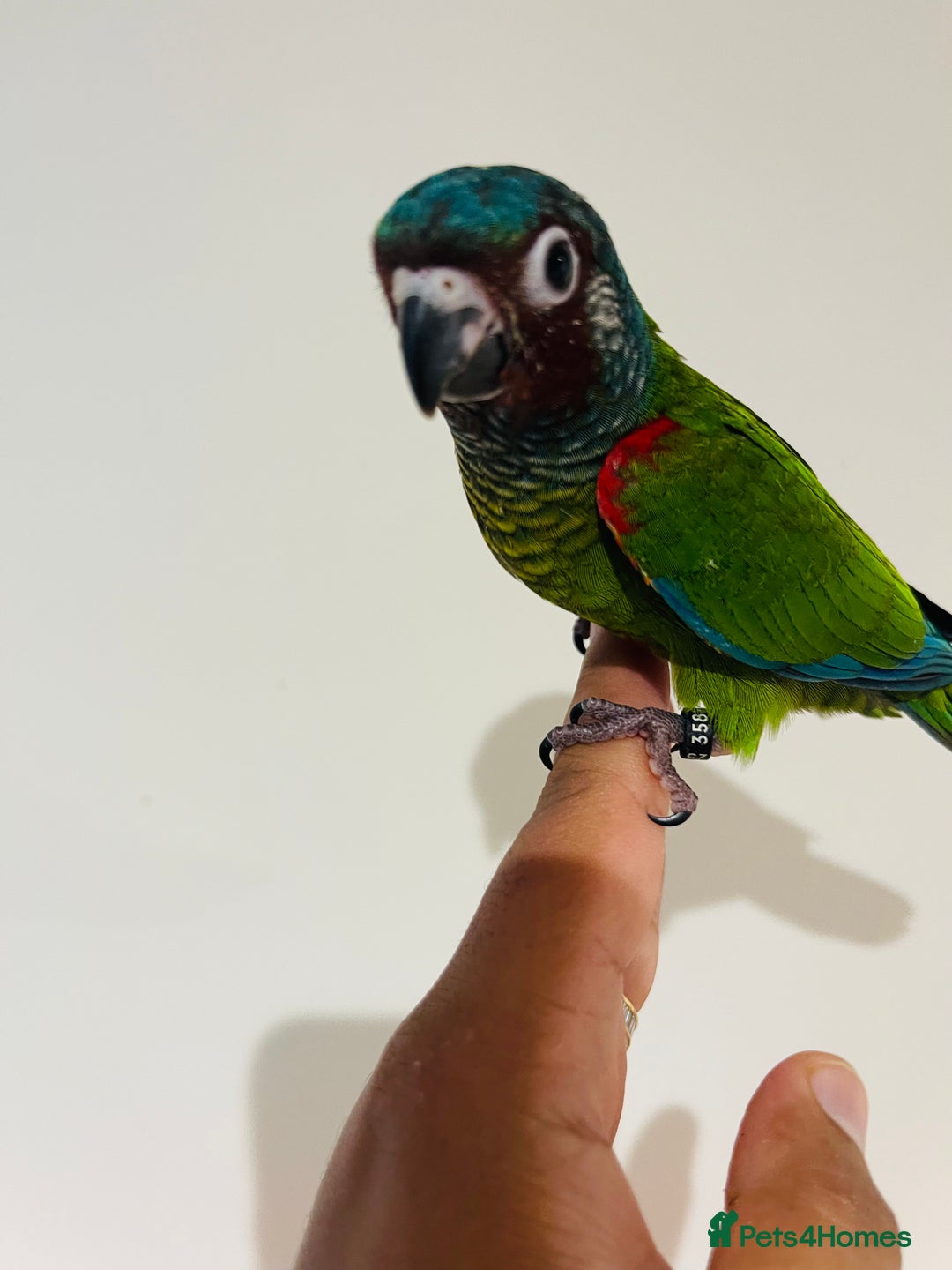 Mixed Breed birds for sale: Various birds for sale - Image 10