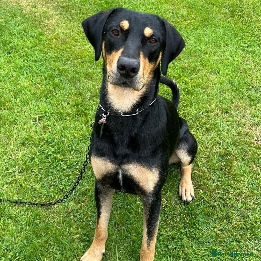 Mixed Breed dogs for adoption: Parker (Hound mix) - Image 2