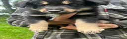 Mixed Breed dogs for sale: Collie x huntaway  - Advert 3