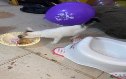 Mixed Breed cats for sale: kittens Bengal x microchipped flea/worm.insured.  - Image 12