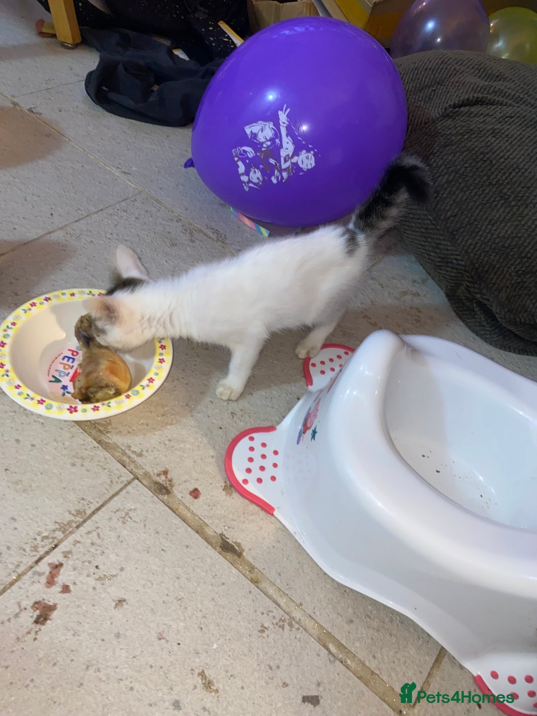 Mixed Breed cats for sale: kittens Bengal x microchipped flea/worm.insured.  - Image 12