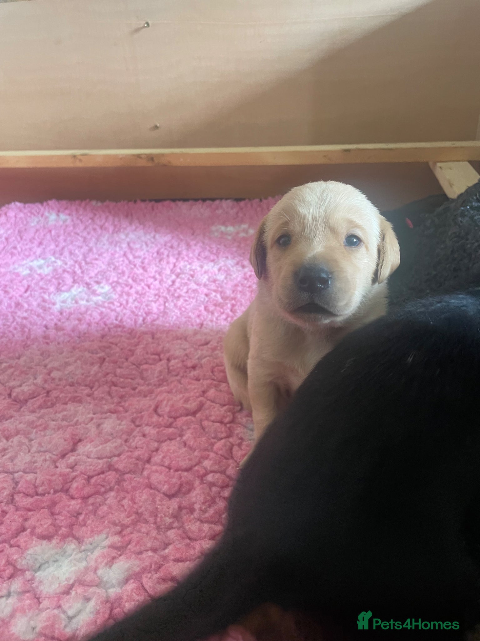 Labrador Retriever dogs KC Registered Health Tested Labrador Puppies - Advert 2