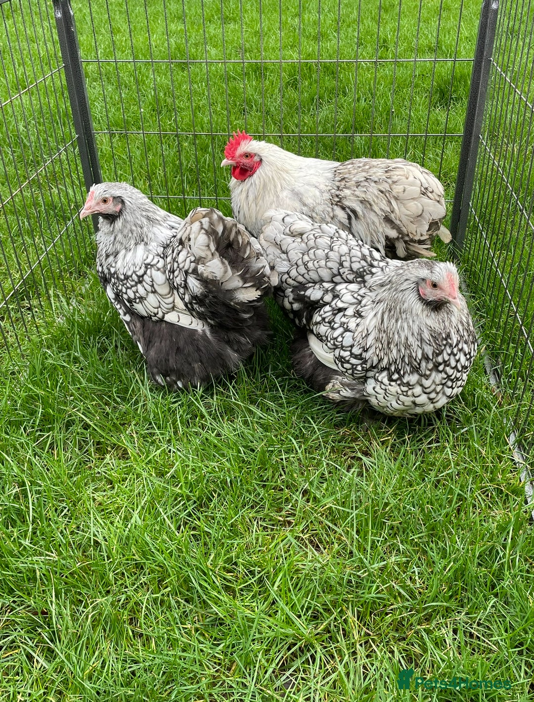 Chickens poultry for sale: Silver Laced Orpington Pair  - Image 8