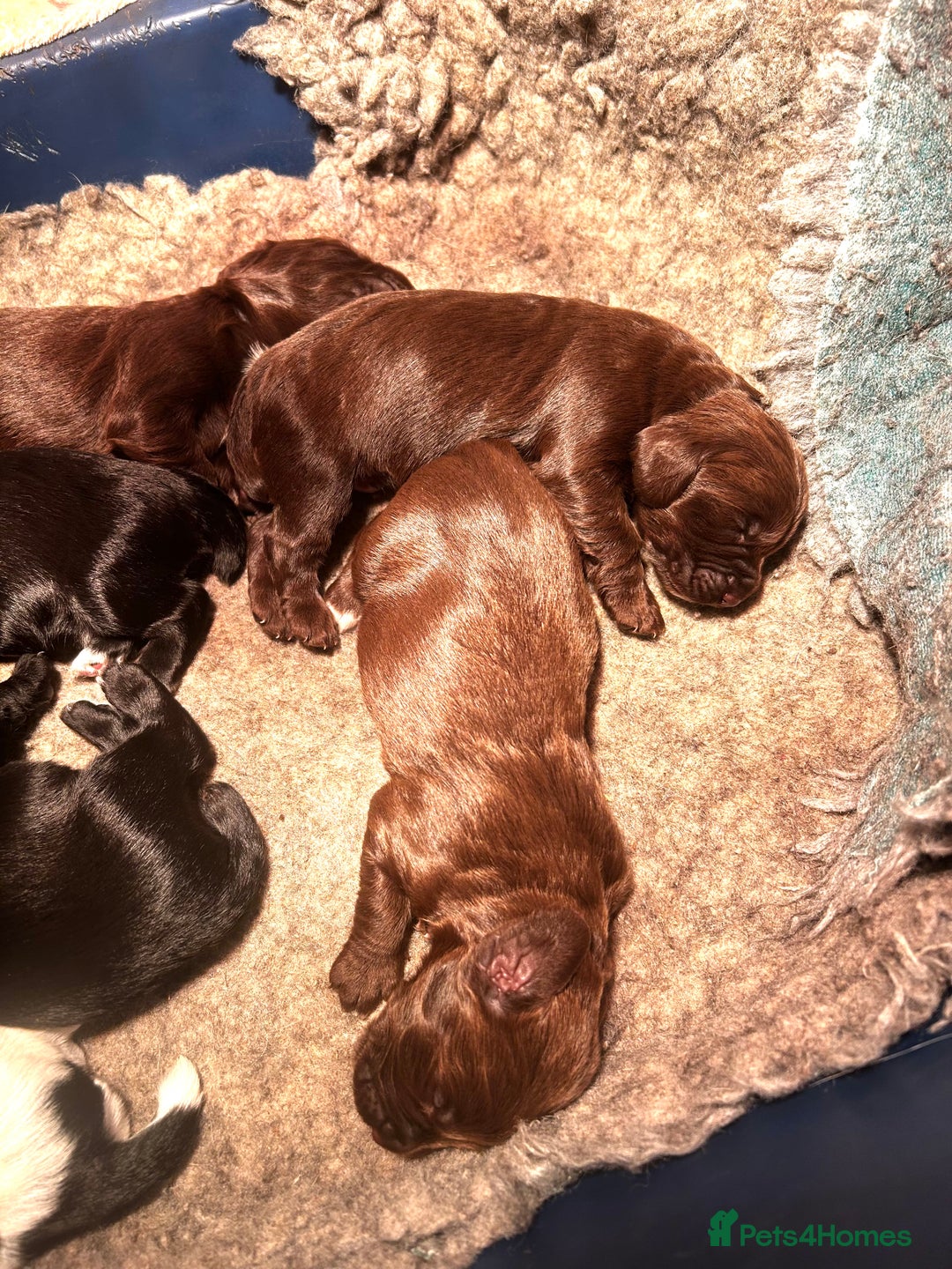 Sprocker dogs for sale: Beautiful litter of sprocker pups - Advert 7