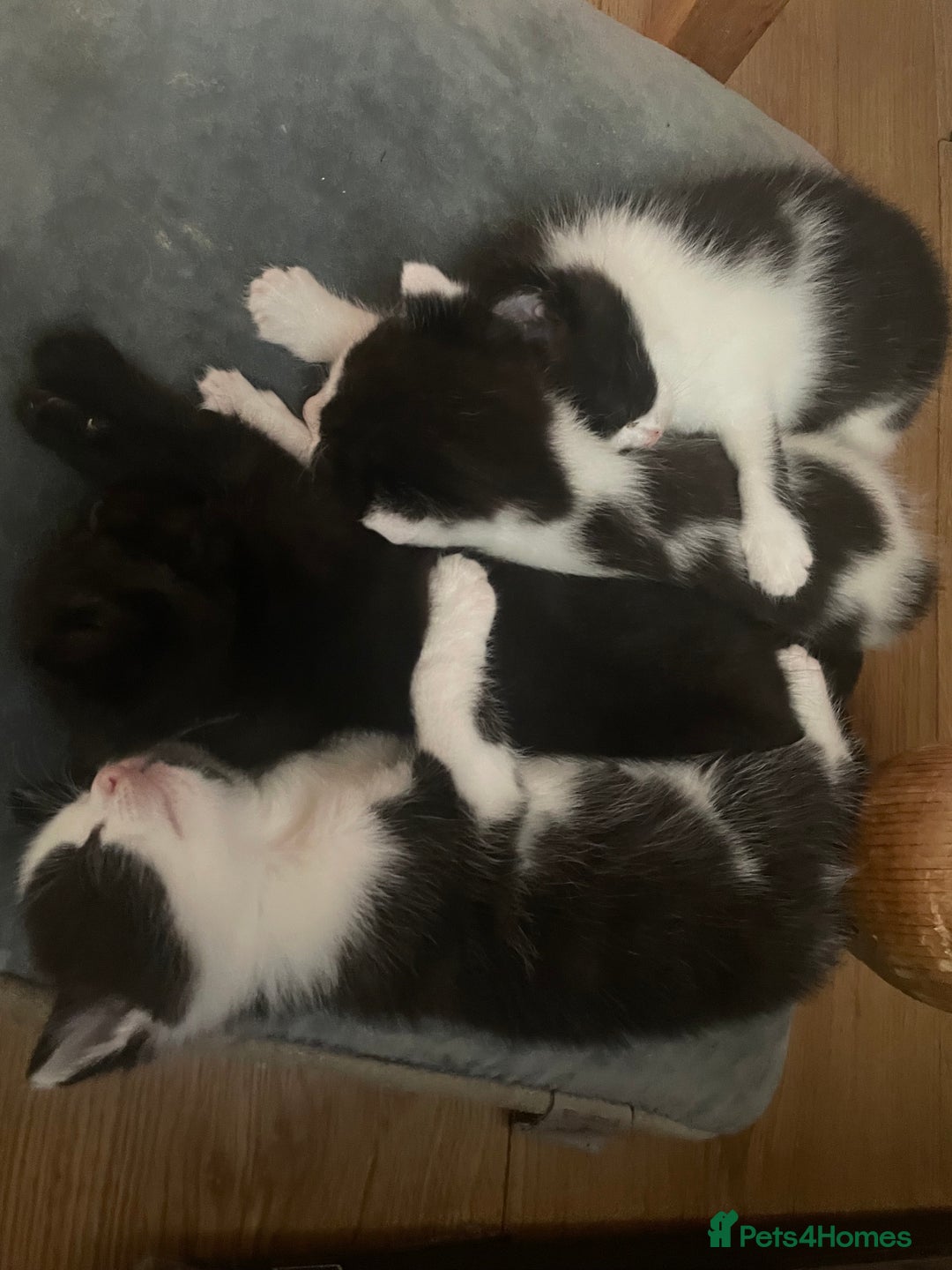British Longhair cats for sale: British Longhair x domestic black white kittens - Image 12