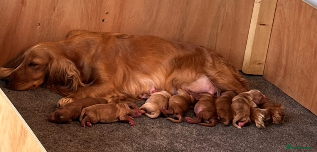 Cockapoo dogs for sale: 7 beautiful cockapoos  - Image 8
