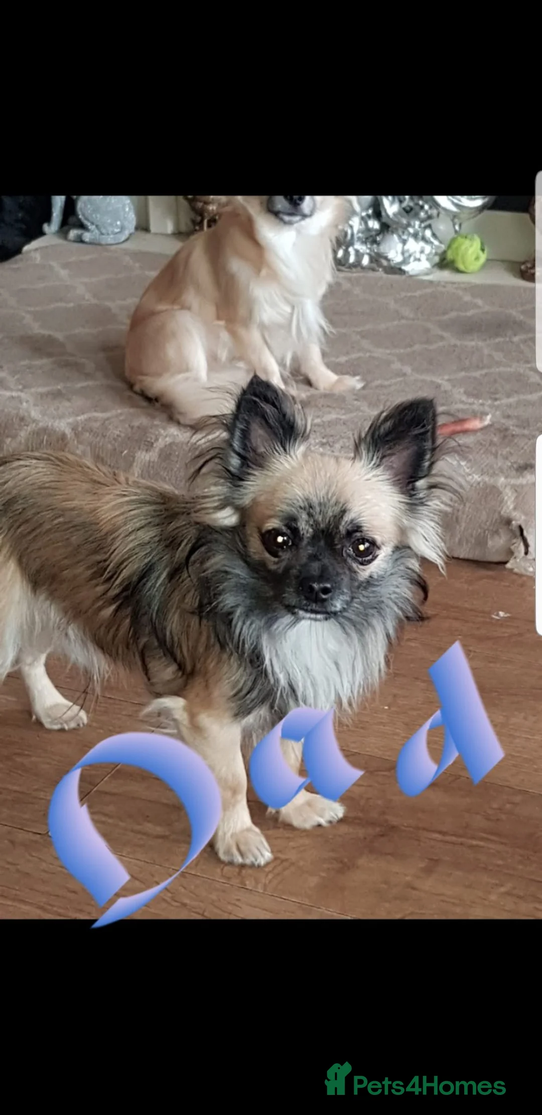 Chihuahua dogs for sale: Chihuahua puppies  - Advert 2