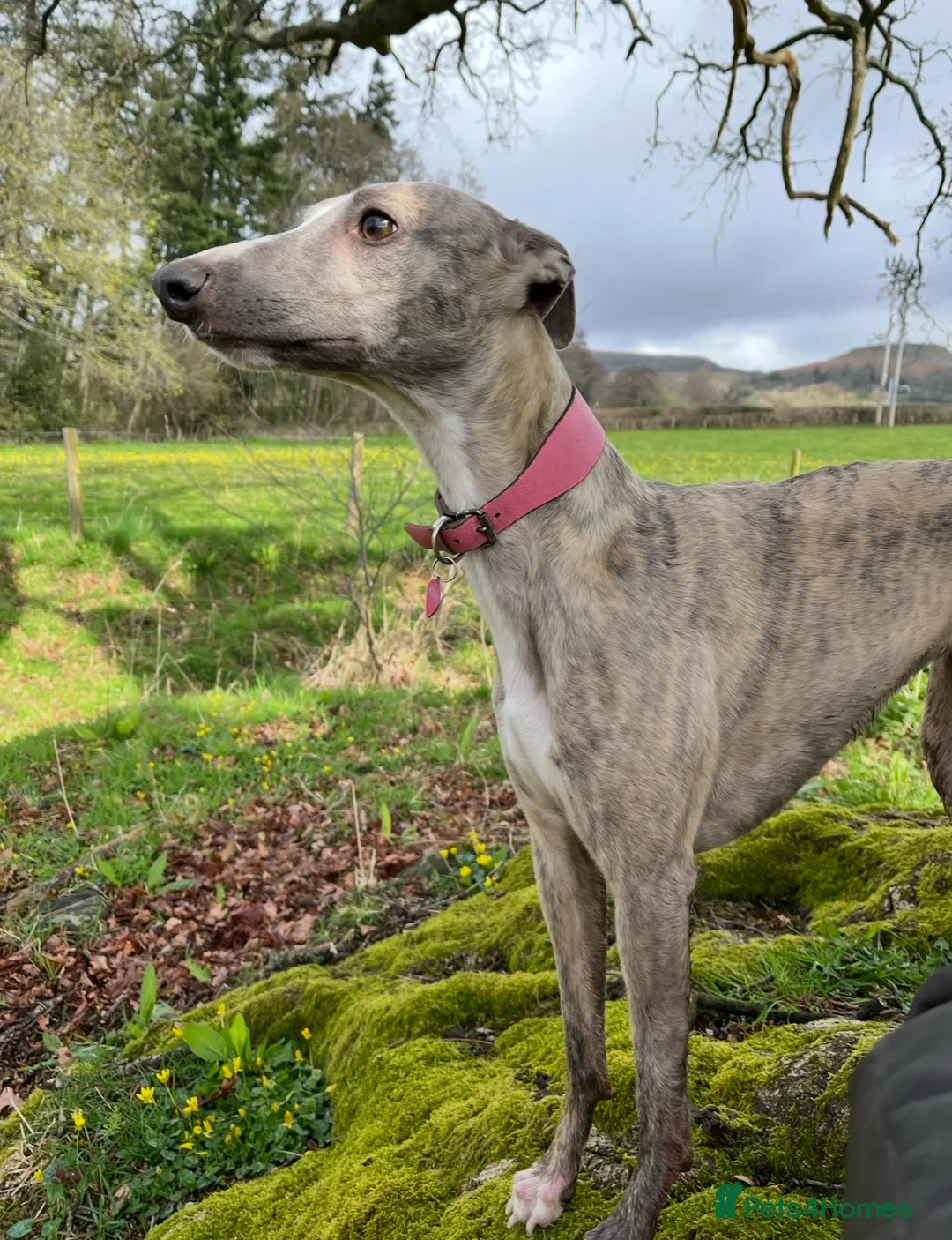 Whippet dogs for sale: Top quality KC registered Whippet pups - Advert 15